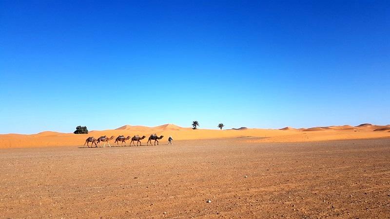 Camp Sahara Holidays محاميد الغزلان المظهر الخارجي الصورة